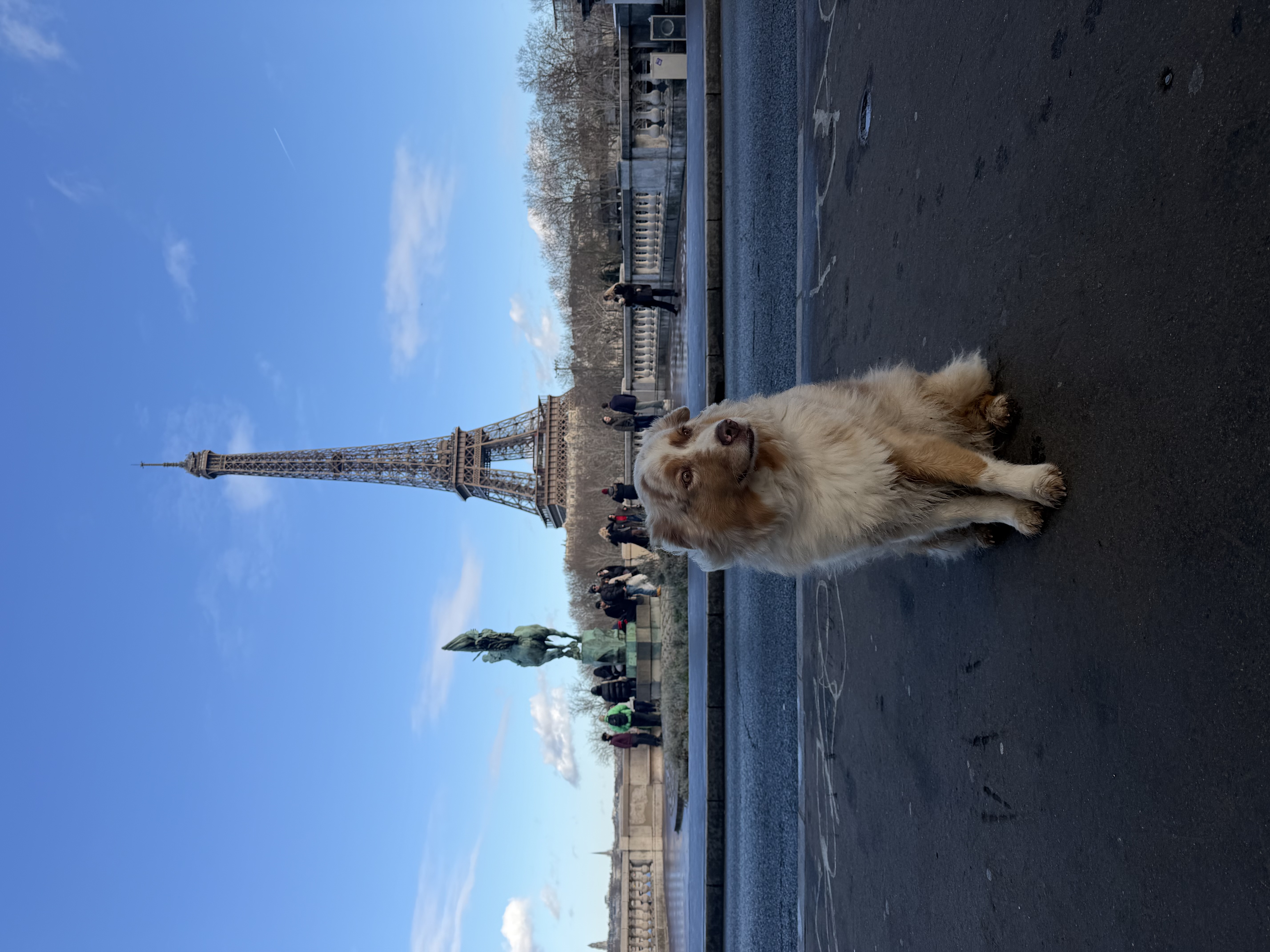 Oxley, le chien de Charline